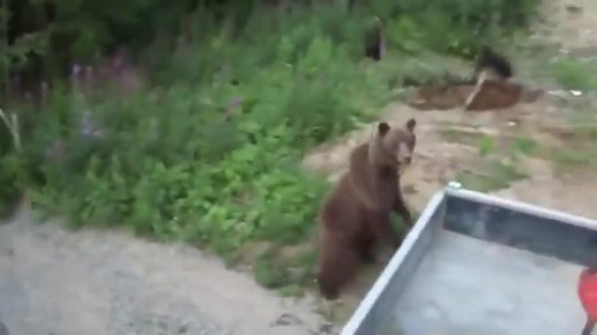Нападение лесу. Бешеный медведь. Медведь напал на работника. Медведь в нападении картинки.