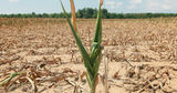 В области сельского хозяйства может быть объявлено чрезвычайное положение