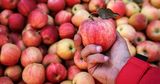 Молдова 3 год подряд завершает «яблочный сезон» без существенных товарных остатков и потерь
