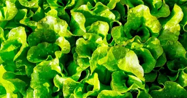 Taco Bell elimină salata verde din meniuri. Peste 1.600 de infectări cu ciclosporiază