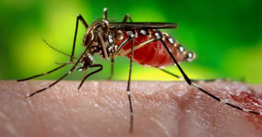 Болезни, передаваемые комарами, угрожают населению Земли