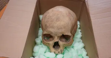 Un german a returnat după 60 de ani un craniu furat din Catedrala Sfântul Ștefan din Viena