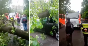 Улица Мунчештская парализована из-за упавшего на машину дерева