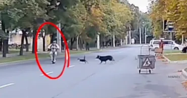 В Тирасполе собаки устроили ДТП, гоняясь за кошкой: пострадал самокатчик