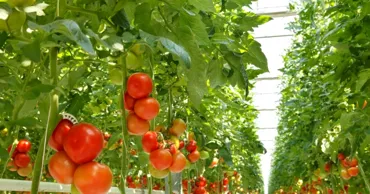 O italiancă spune secretul prin care poți crește roșii gustoase și zemoase