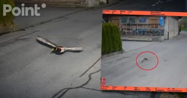 O cameră de supraveghere rutieră din Elveția a surprins o rață care depășea limita de viteză