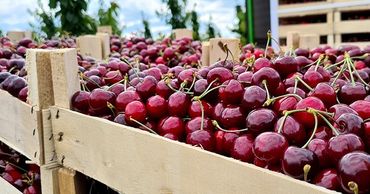 Экспорт черешни и клубники из Молдовы остановился по причине проливных дождей.