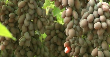 На столичных рынках в продаже появился первый урожай молдавского винограда.