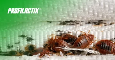 Profilactix: Волна постельных клопов в Молдовe в сезон горнолыжного отдыха Ⓟ