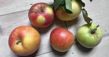 Un nou soi de mere a fost descoperit după o donație de fructe în Marea Britanie
