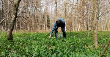 На севере Германии хотят установить камеры в лесу против сборщиков черемши