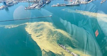 Море у берегов Одессы снова "позеленело".
