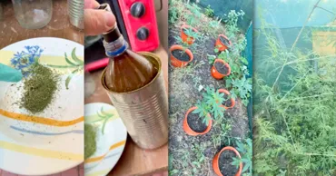 Doi bărbați din Hâncești, suspectați că cultivau ilegal cânepă, reținuți de polițiști