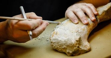 На Мадагаскаре нашли общего предка динозавров и птерозавров.