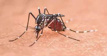 Cazuri de infectare cu virusul West Nile, depistate în România: Printre bolnavi se află și un adolescent
