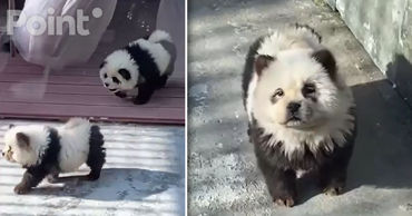 В зоопарке Китая покрасили двух собак, выдав их за панд