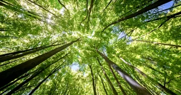 Plantarea prea multor copaci poate afecta agricultura. Ce au descoperit cercetătorii