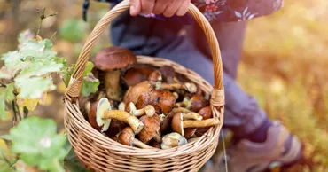 Cum pot fi deosebite ciupercile otrăvitoare de cele comestibile