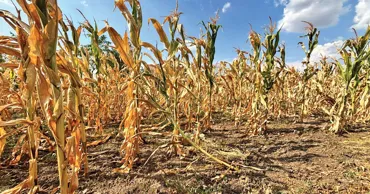 Seceta lovește agricultura europeană: Recolte mai mici și pierderi pentru fermieri