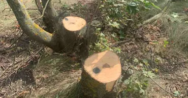 Amenzi de peste 160.000 de lei pentru încălcări în sectorul forestier