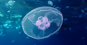 Atenție la meduze: Speciile periculoase și cum reacționezi după o înțepătură
