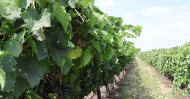 Struguri mai puțini, cheltuieli mai mari: Ce spun viticultorii despre prețuri