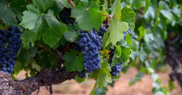 Ce soiuri de struguri cresc în Moldova? Cât de bine rezistă la condițiile climaterice