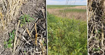 Фермер из Дрокии заявил о «сфабрикованном деле» из-за дикорастущей конопли