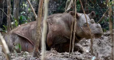 Indonezia: Inseminare artificială pentru a salva rinocerii de Borneo