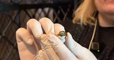 Учёные спустя 400 лет нашли золотое кольцо королевы Швеции в её гробнице