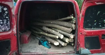 В Тараклии задержали черных лесорубов: полиция начала расследование