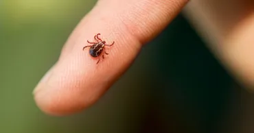 53 de cazuri de boală Lyme, înregistrate în Moldova în 2025