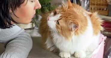 В Великобритании хозяева нашли пропавшую кошку через 12 лет.