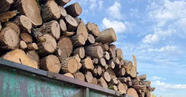 В Леовском районе незаконно вырубили 357 деревьев: ущерб превысил 375 тысяч леев