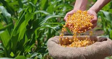 Молдова производит зерно почти для двух стран, но импортирует молоко и мясо