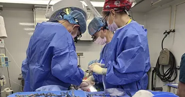 Primul transplant de ficat de la porc la om: Pacientul a trăit 171 de zile