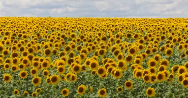 Молдова выходит на исторический рекорд в экспорте подсолнечника