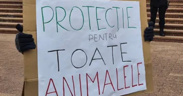 Activiștii pentru protecția animalelor anunță un protest lângă Guvern
