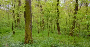 Аудит: Более 337 тысяч гектаров лесных угодий не оценены и не учтены