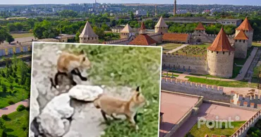 В Бендерской крепости поселилось семейство лис