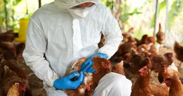 ANSA предупредило о росте риска распространения птичьего гриппа