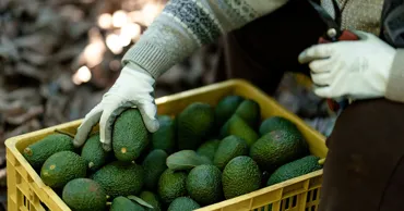 Крупнейший в мире производитель авокадо страдает от наркокартелей