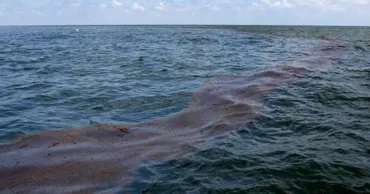 Greenpeace: Площадь нового загрязнения Черного моря за неделю достигла 1 000 кв. км