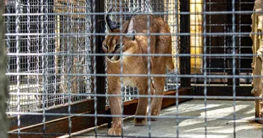 Activitatea grădinilor zoologice va fi reglementată de o lege nouă