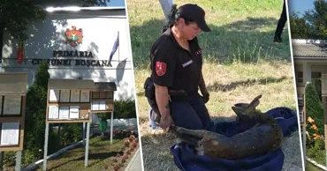 В Криулянском районе карабинер спас застрявшую в грязи косулю