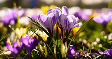 Temperaturi de până la +16 grade Celsius, prognozate în weekend