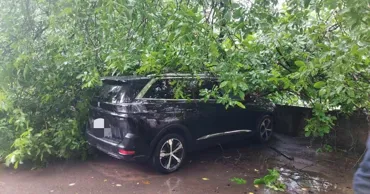 Un pieton din Bălți a scăpat nevătămat după ce un copac a căzut peste el