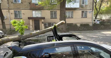 Упавшее дерево повредило панорамную крышу припаркованного автомобиля