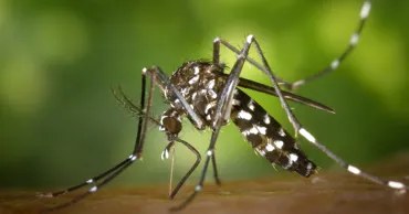 Febra tropicală chikungunya ar putea ajunge în Europa din cauza schimbărilor climatice