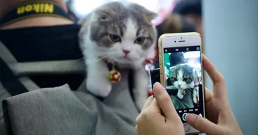 Котики спасут мир: мемы и рилсы укрепляют отношения между людьми